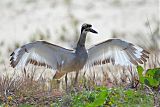 Beach Thick-knee